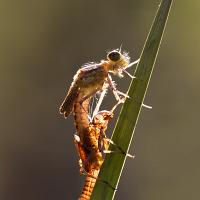 Large Red Damselfly Emerging 3 